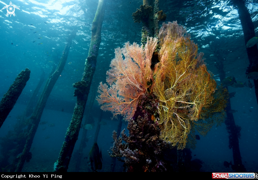 A Soft corals