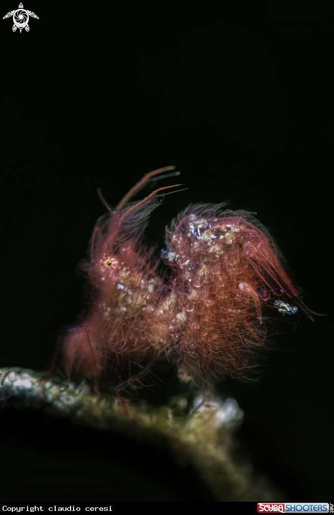 A hairy shrimp 