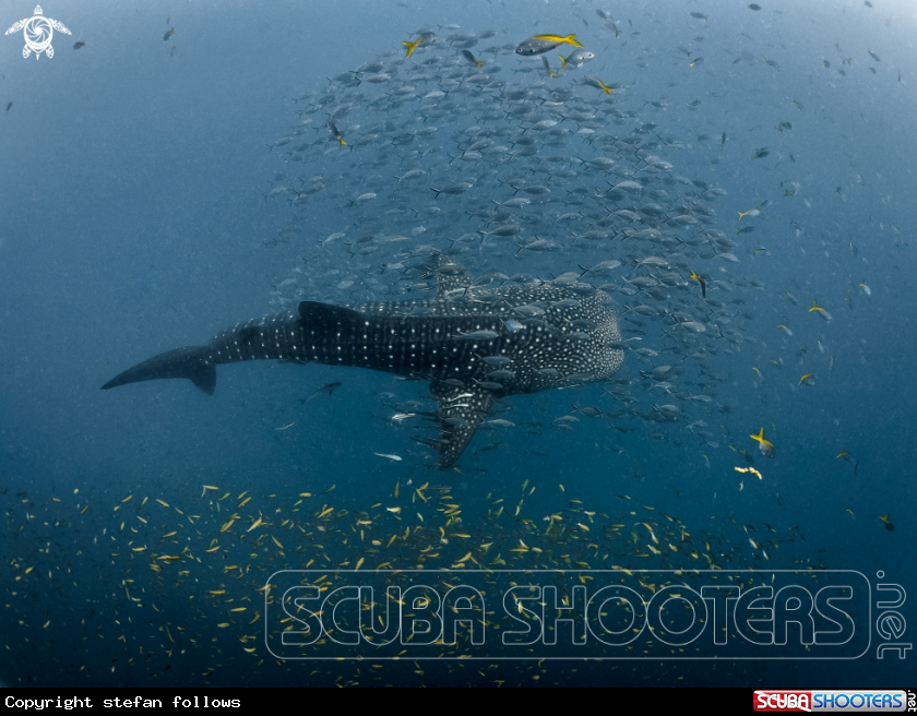 A Whale Shark