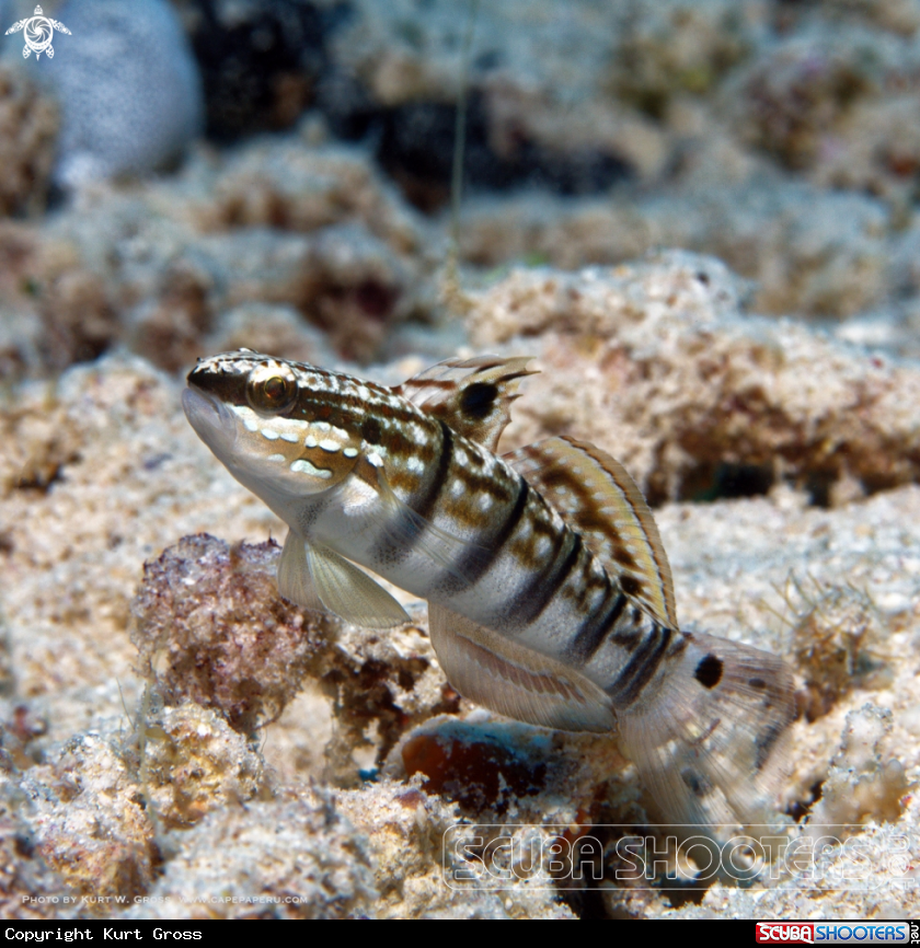 A White-barred Goby