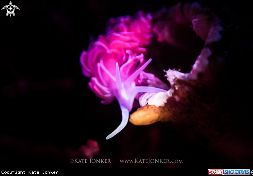 A Coral Nudibranch