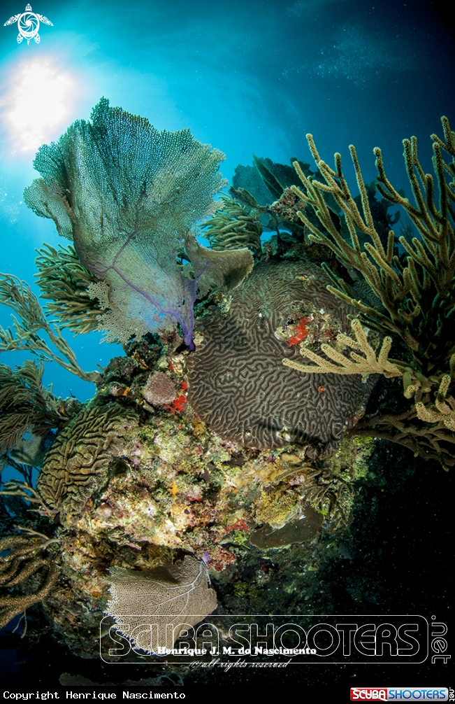 A coral