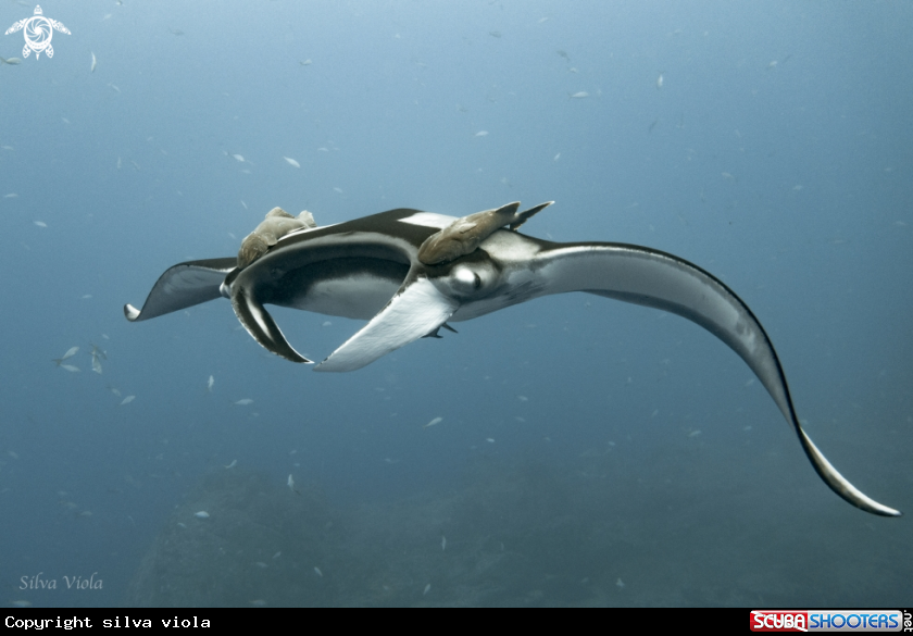 A Giant Oceanic Manta