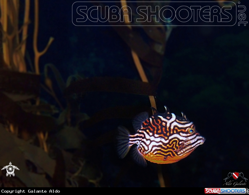 A Shaw's Cowfish - Striped cowfish - Striped boxfish