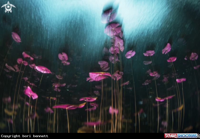 A Water Lily
