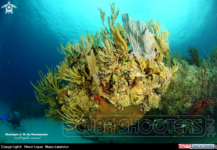 A Coral