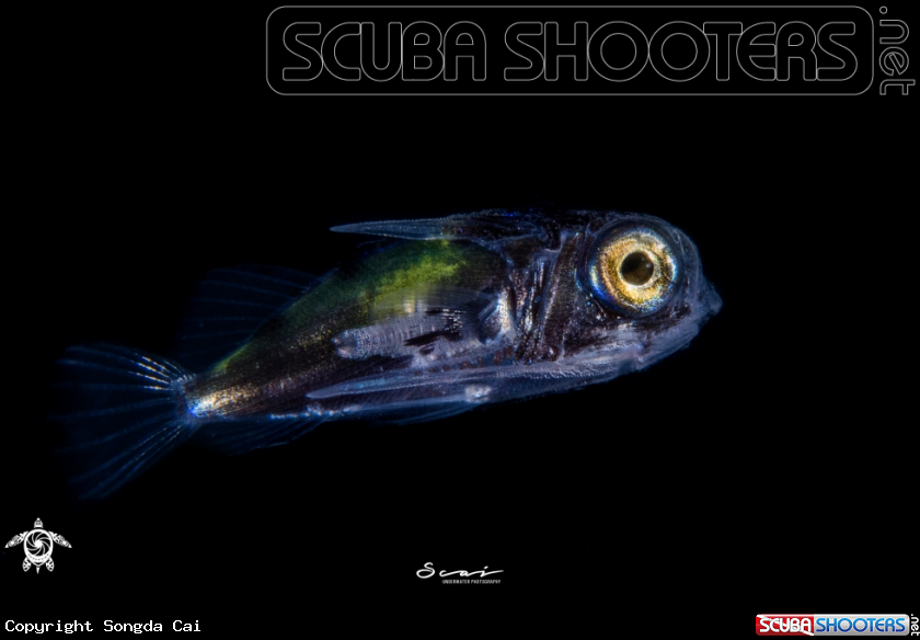 A Helmut Gurnard