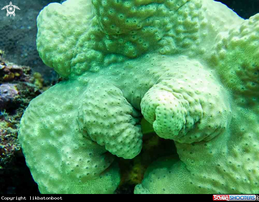 A green sponge coral