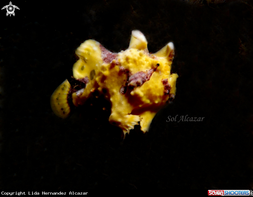 A juvenile frogfish