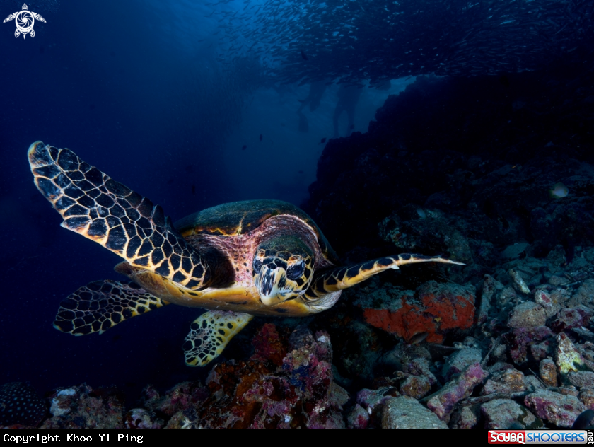 A turtle