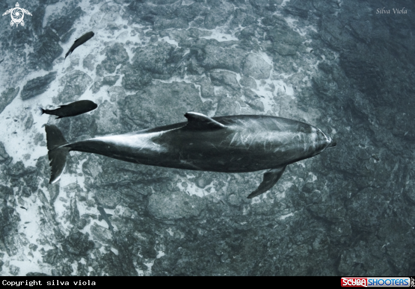 A Bottlenose Dolphin 