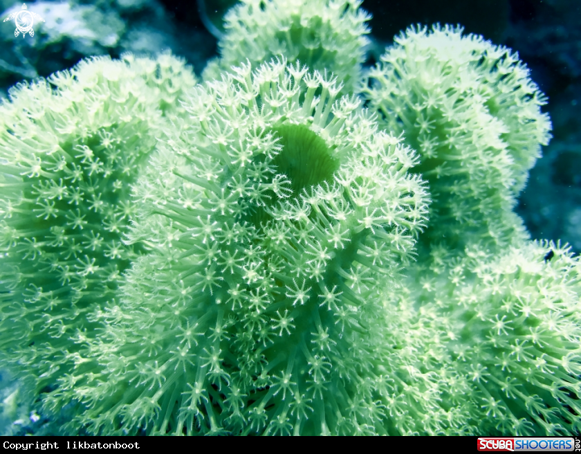 A green leather sponge