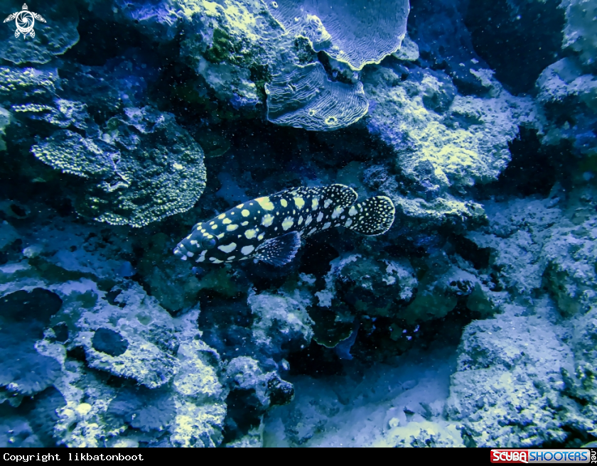 A white spotted grouper