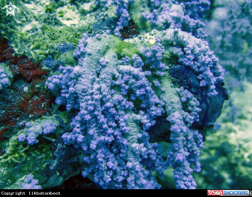A Alcyonacea