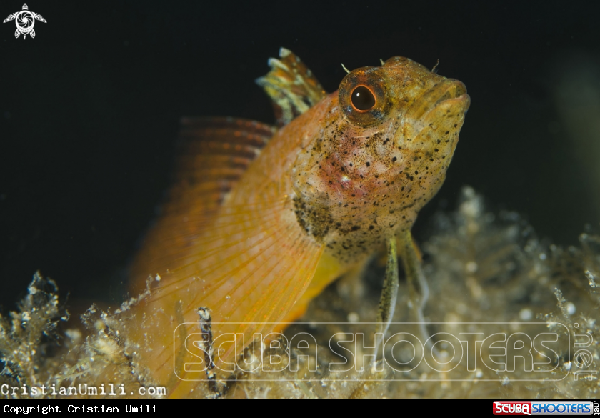 A Yellow pepper fish