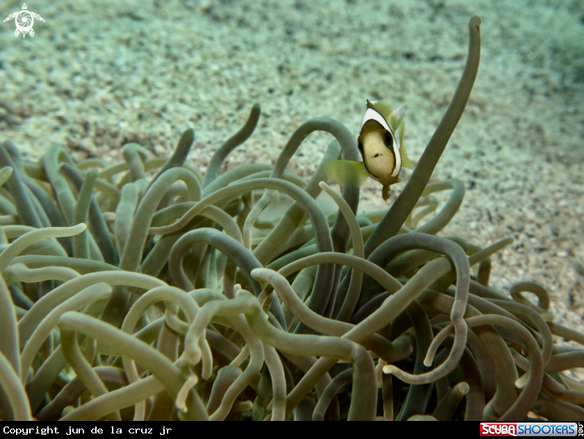 A anemonefish