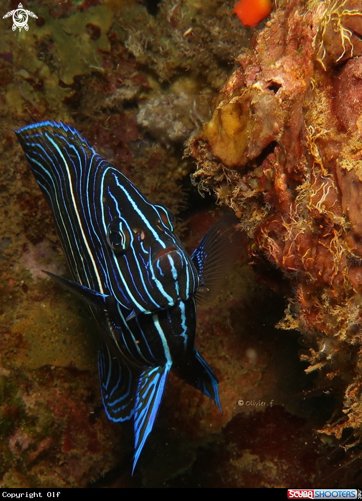 A Semicircle Angelfish 