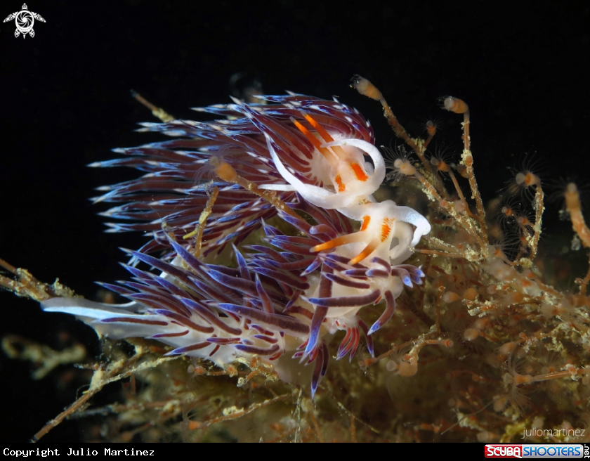 A Cratena peregrina