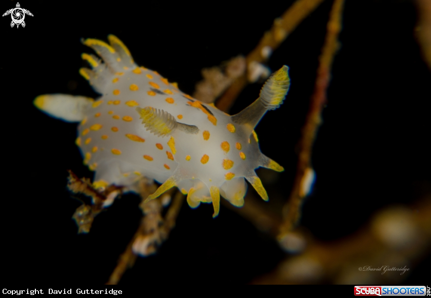 A Polycera quadriliniata