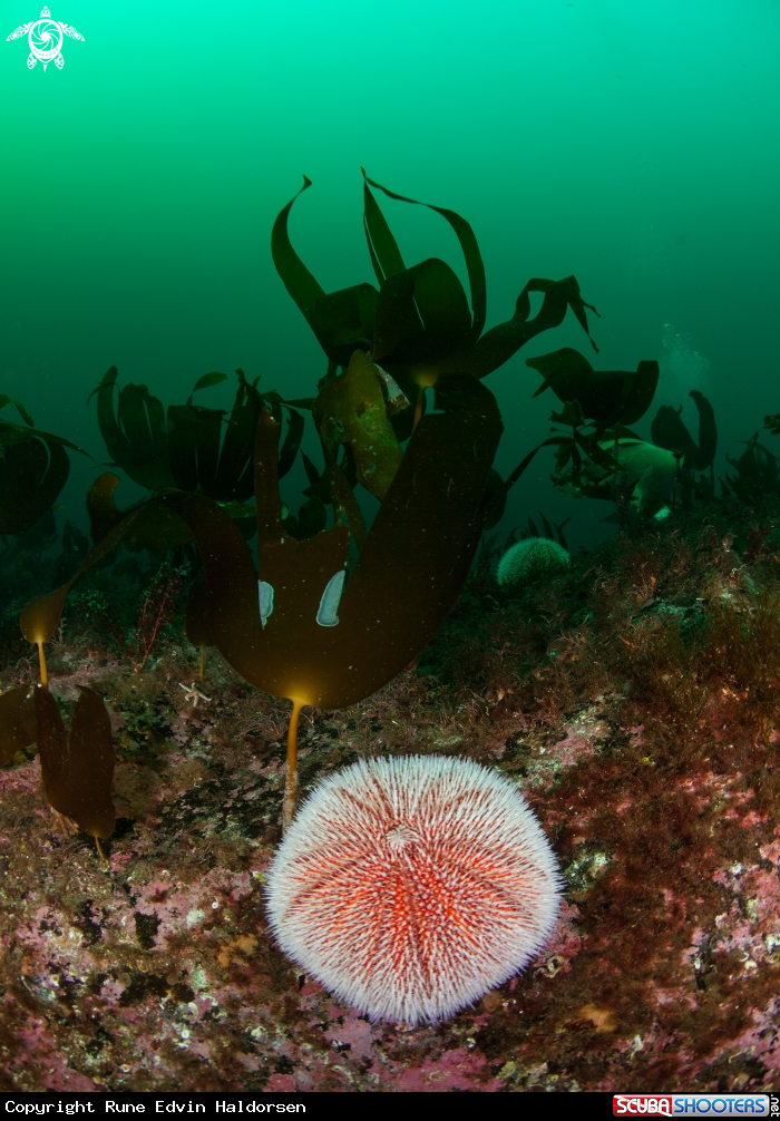 A Sea Urchin & Kelp