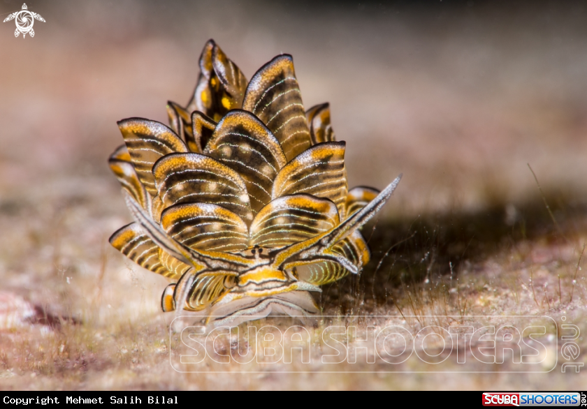A Butterfly nudi