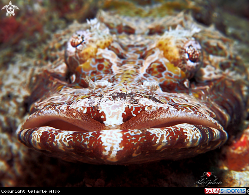 A Crocodrile Fish