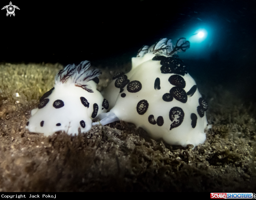 A Jorunna funebris
