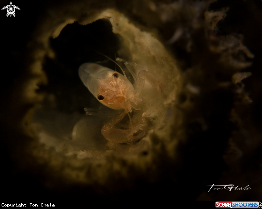 A Tube sponge Shrimp