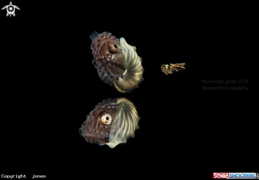 A Paper Nautilus