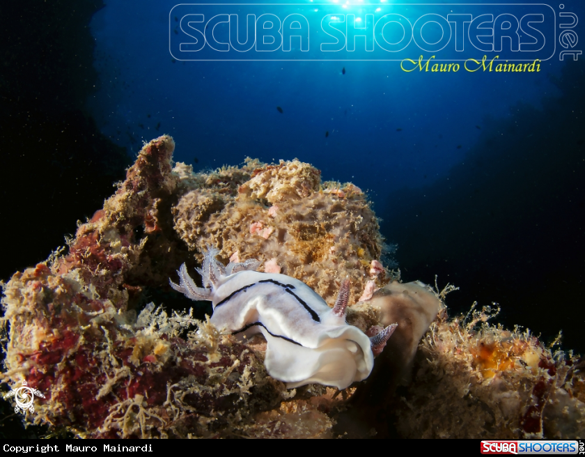 A Nudi