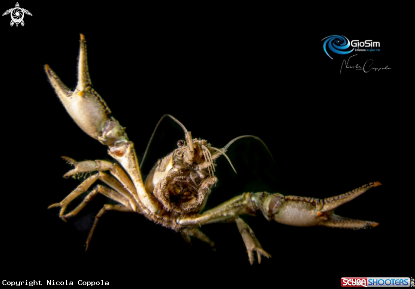 A crayfish