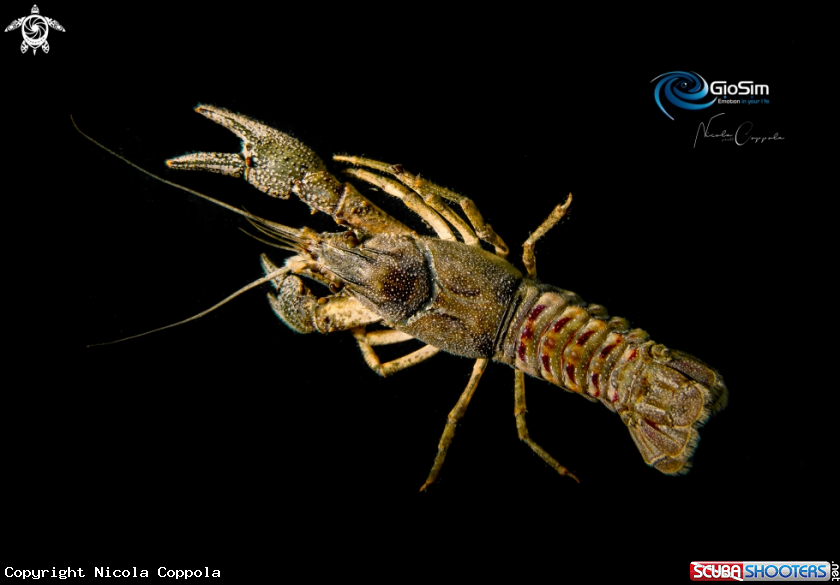 A crayfish