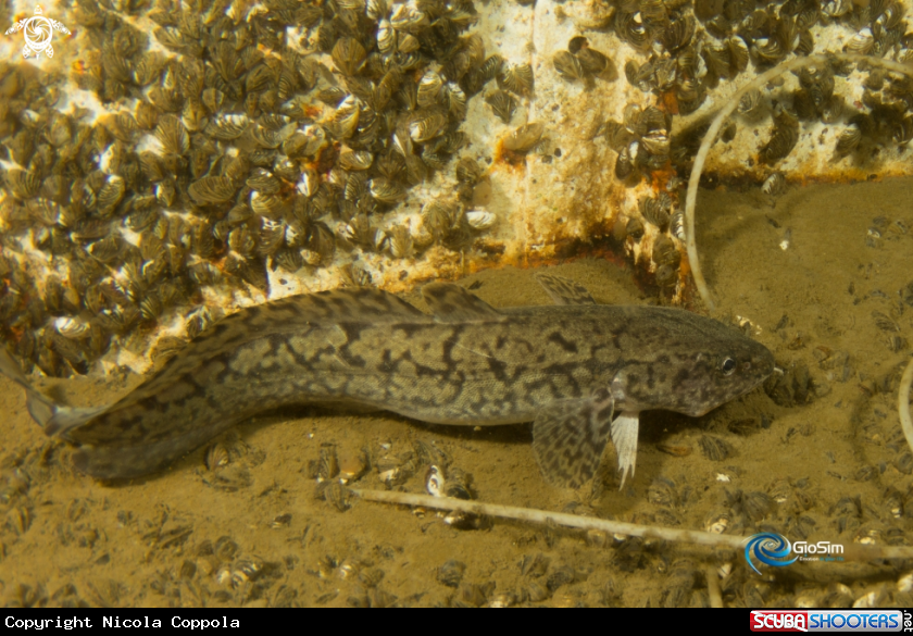 A Silurus glanis