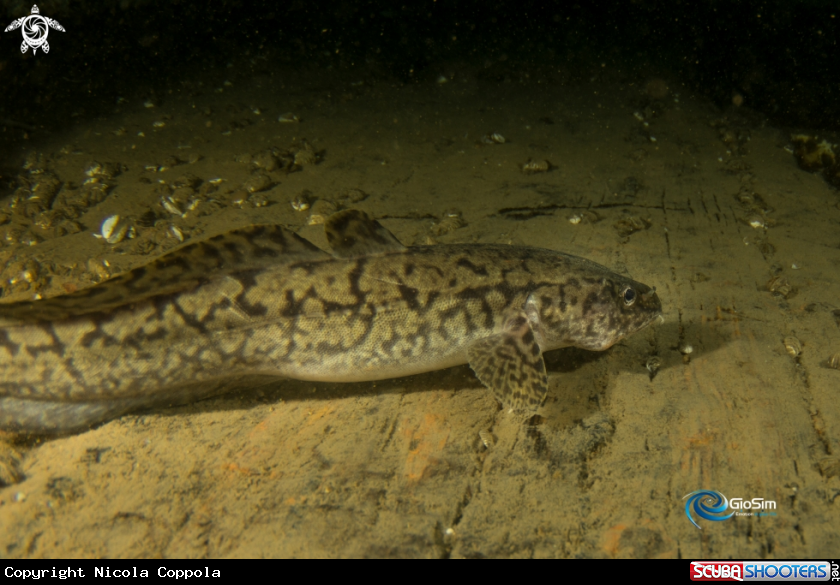 A Silurus glanis