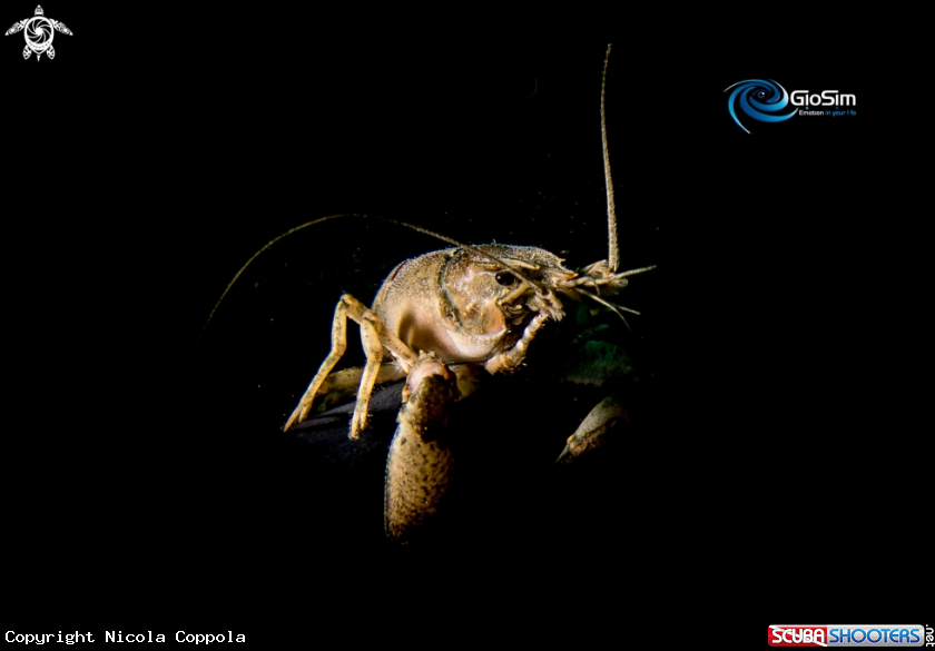 A crayfish