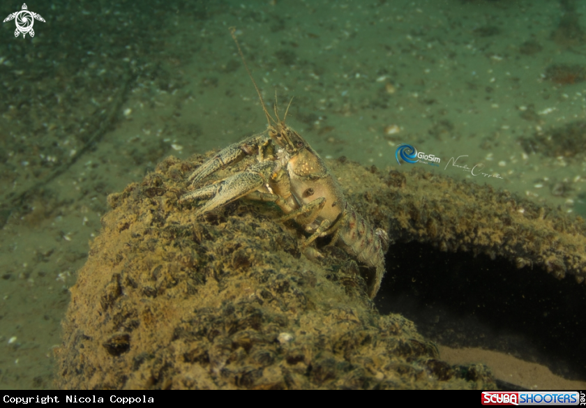 A crayfish