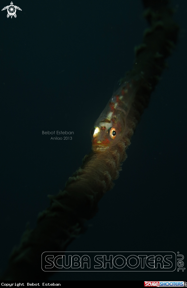 A goby