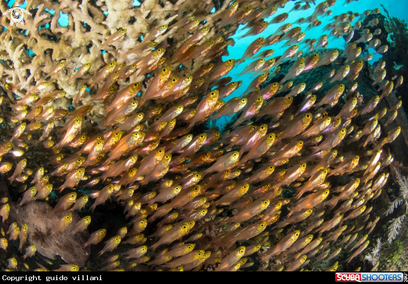 A Glass fish