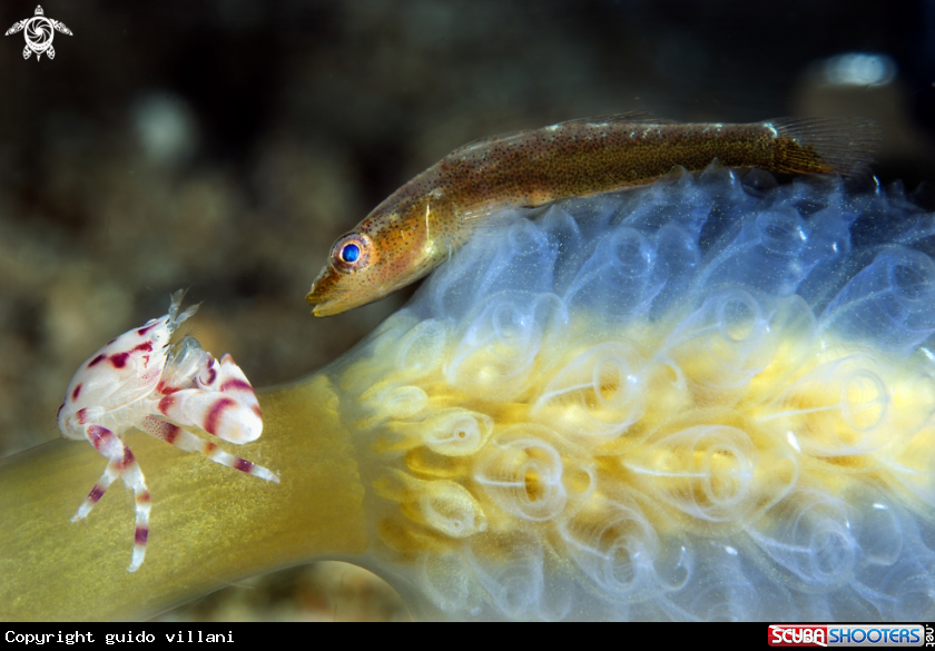 A Porcelain crab & Goby