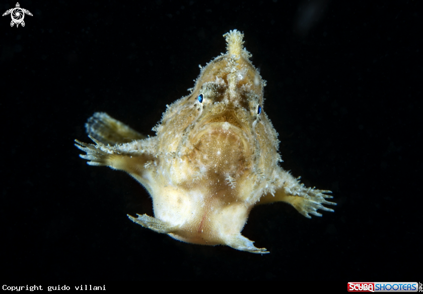 A Anglerfish 