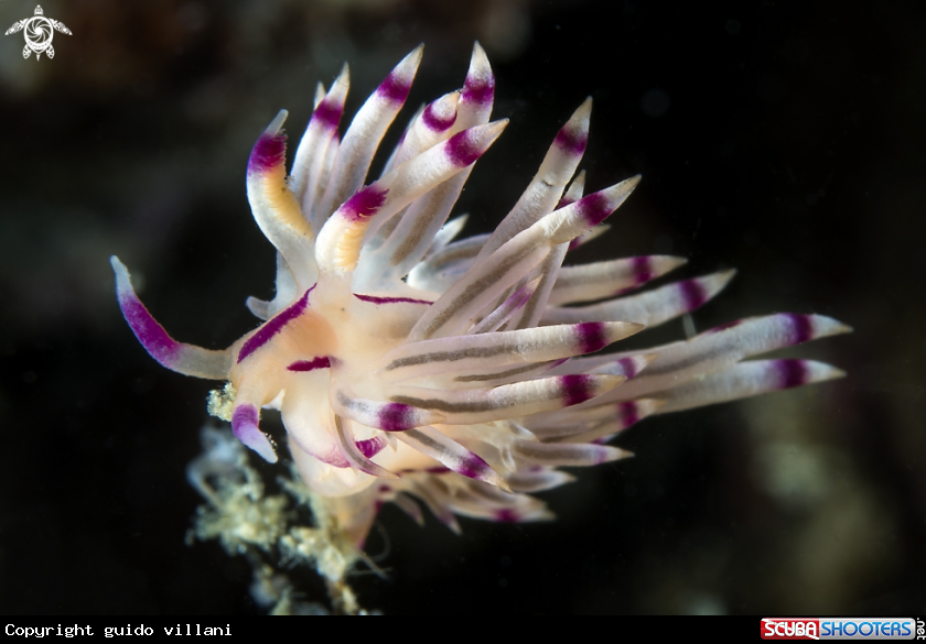 A Flabellina rubrolineata