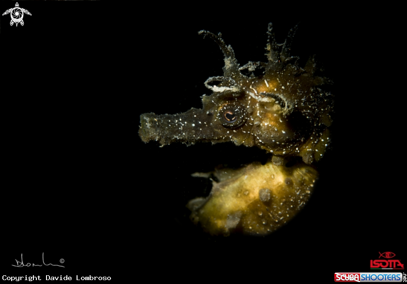 A Hippocampus!!!