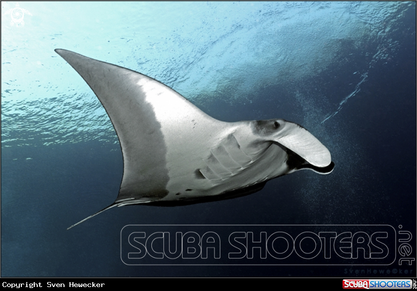 A Manta Ray