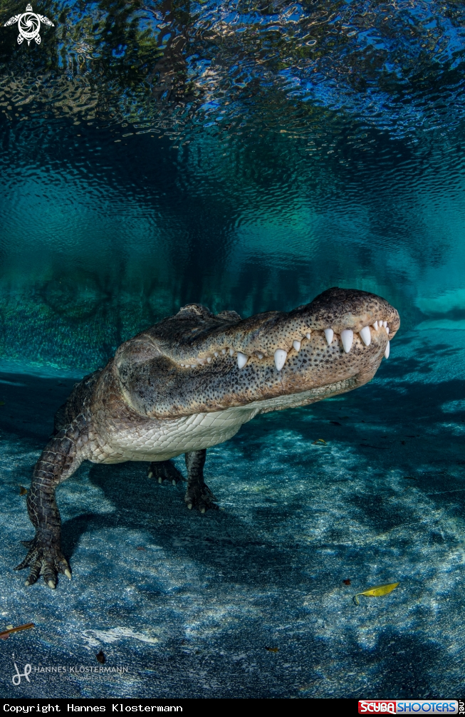 A American Alligator