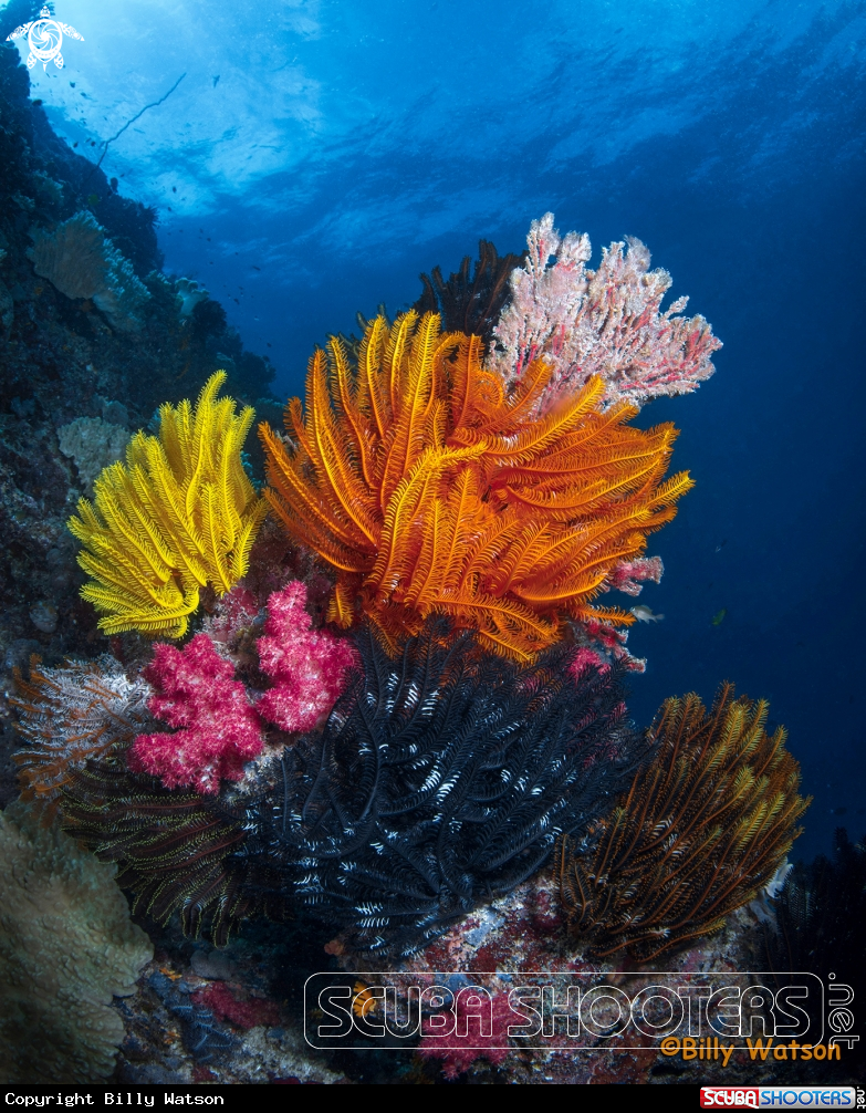 A Crinoid