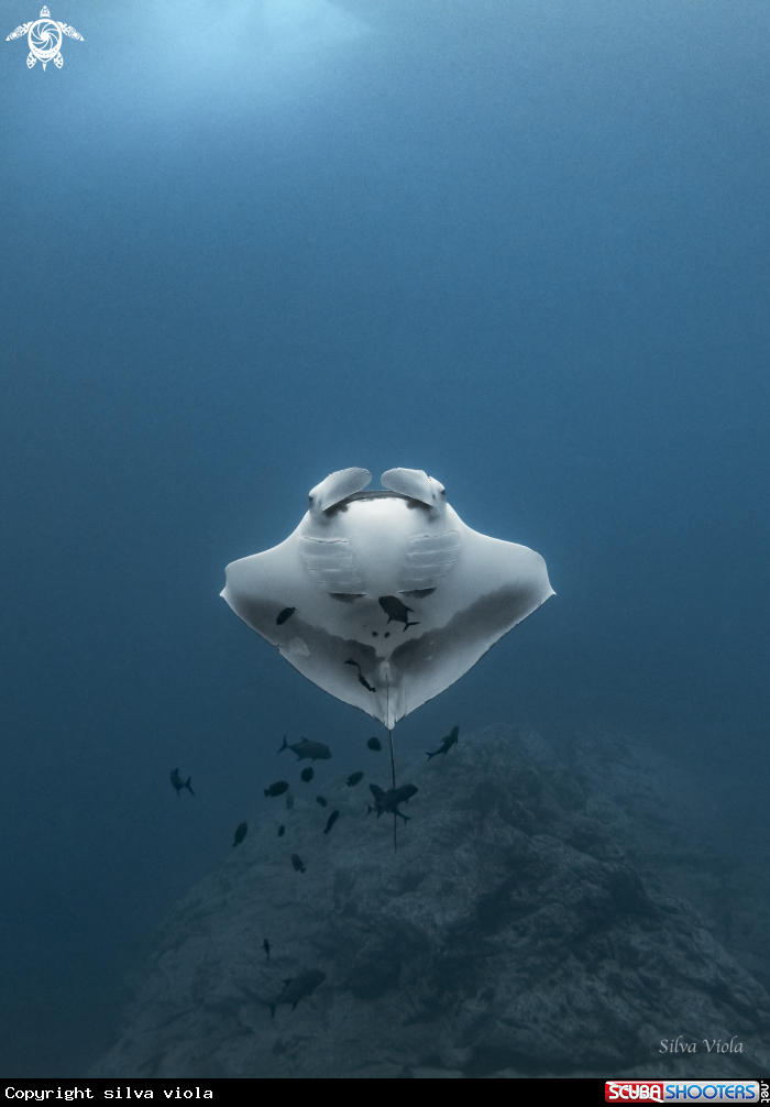 A Giant Oceanic Manta
