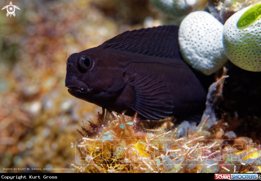 A Blenny