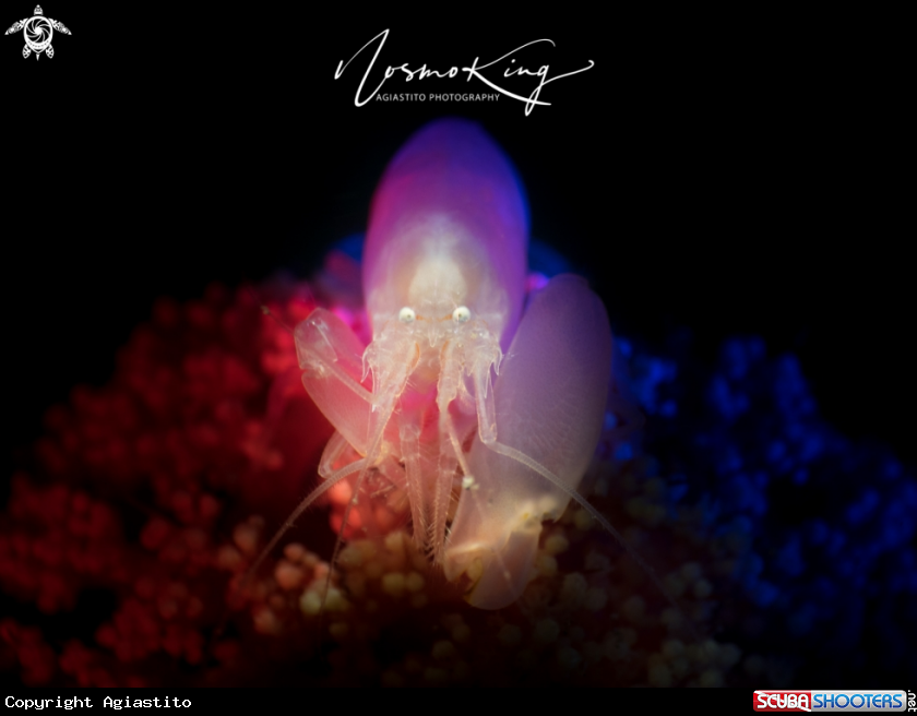 A Soft Coral Snapping Shrimp