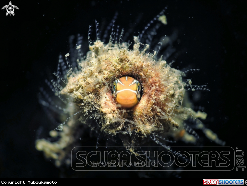A Blenny Fish