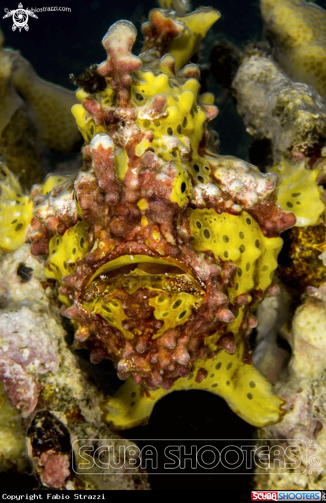 A Frogfish